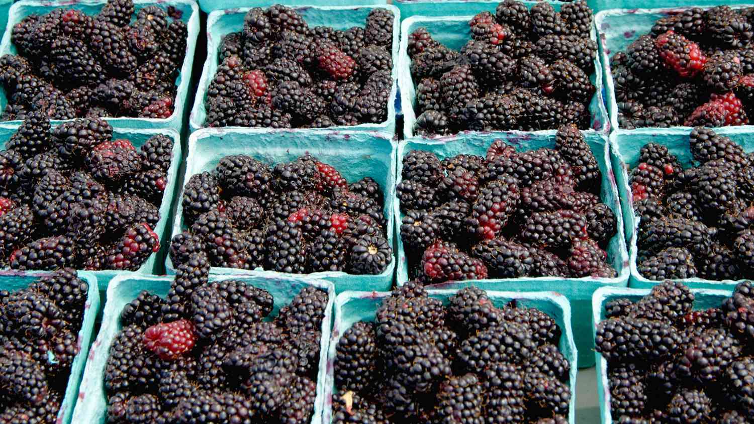 marionberry blackberry farkı