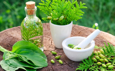 Mazı Yağı Faydaları Neler? Thuja Nasıl Kullanılır?