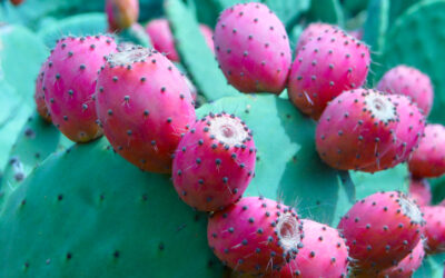 Nopal Nedir? Nasıl Yenir? Faydaları Neler?