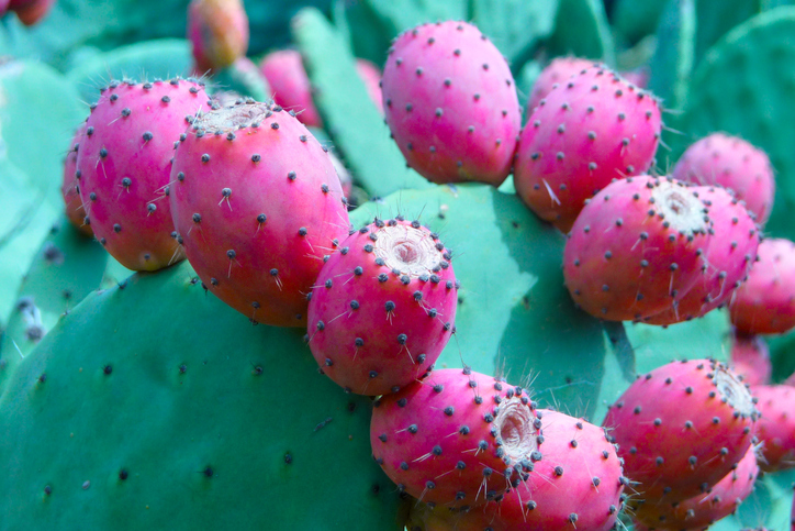 nopal nedir