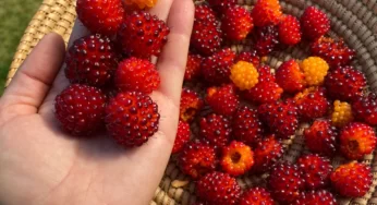 Salmonberry Nedir? Nasıl Kullanılır?