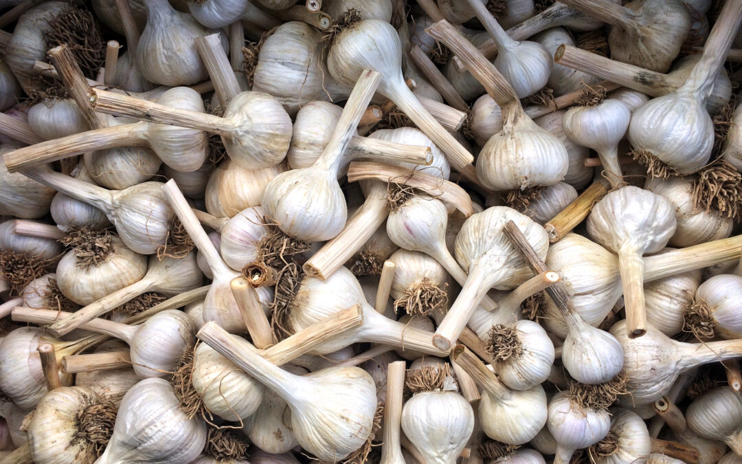 Sarımsak buzdolabına konur mu