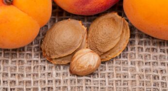 Amigdalin Nedir? Amigdalin ve Laetrile Aynı mı?