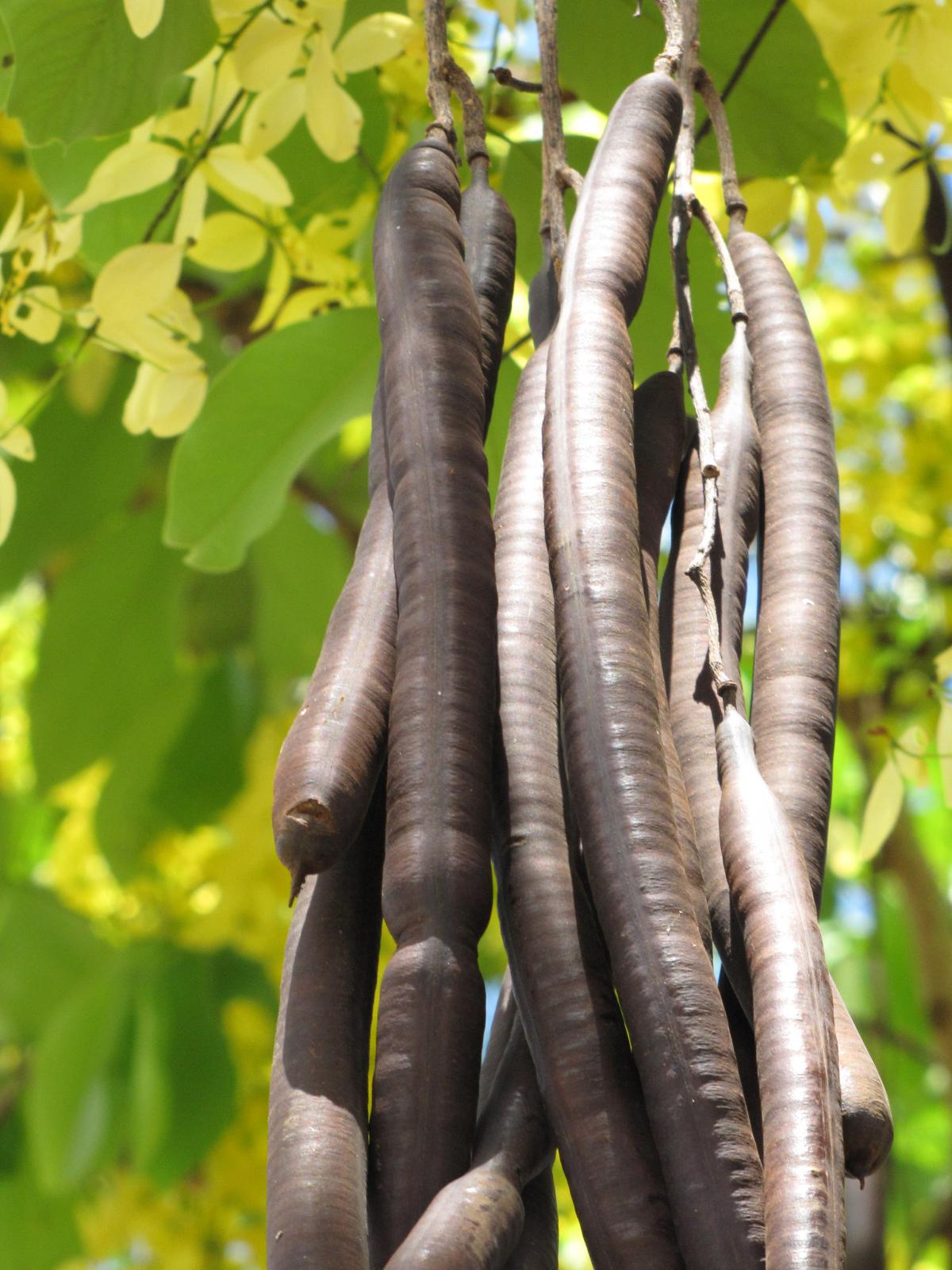 Hıyarşembe Bitkisi Cassia Fistula