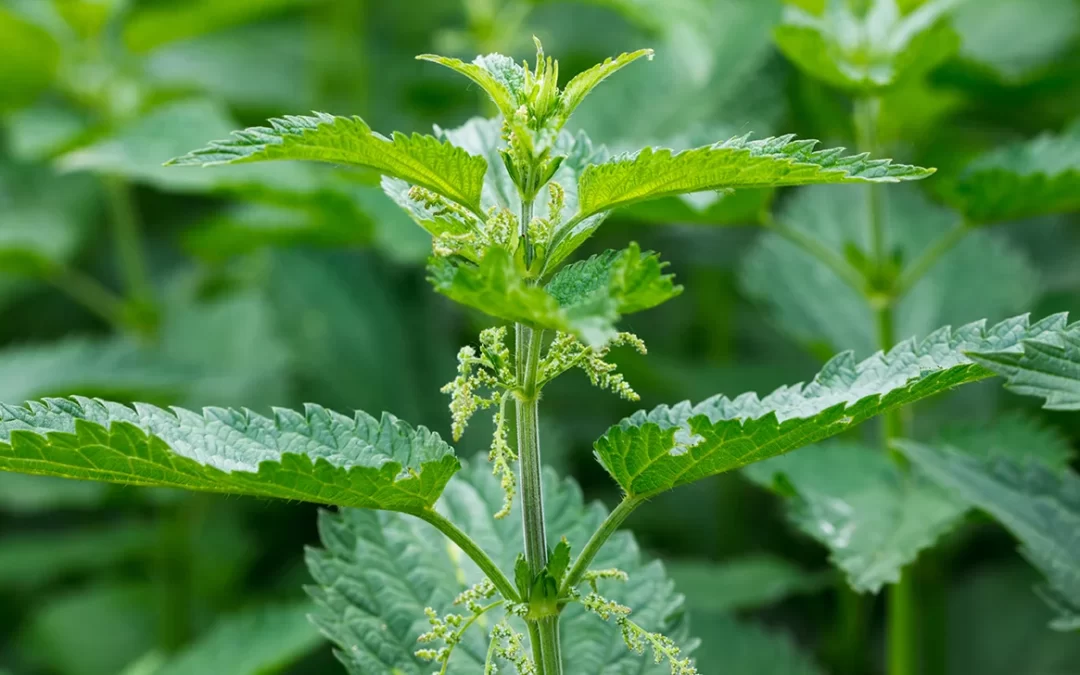 Kemik İyileşmesini Destekleyen Besinler