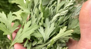 Mugwort Hangi Bitki? Cilde Faydaları