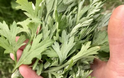 Mugwort Hangi Bitki? Cilde Faydaları