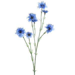 peygamber çiçeği diğer adı