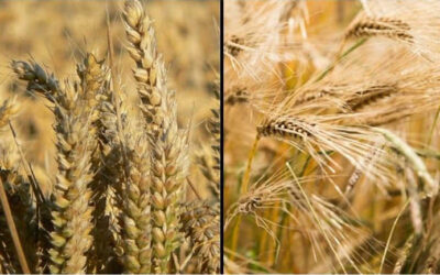 Arpa ve Buğday Arasındaki Fark Nedir?