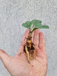 Adam Otu Neden Yasak?