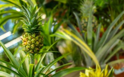 Ananas Nasıl Kesilir? Nerede Yetişir?