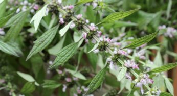 Aslan Kuyruğu Otu Faydaları Nelerdir? Motherwort