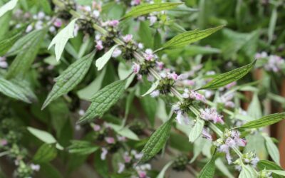 Aslan Kuyruğu Otu Faydaları Nelerdir? Motherwort