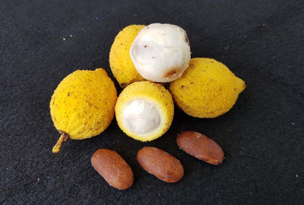 bacuri yağı saça faydaları