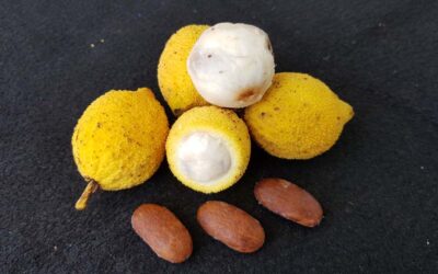 Bacuri Yağı Nedir? Saça ve Cilde Faydaları Neler?