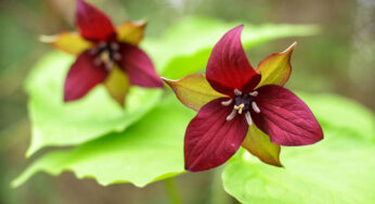 Beth Root (Red Trillium) Nedir? Faydaları