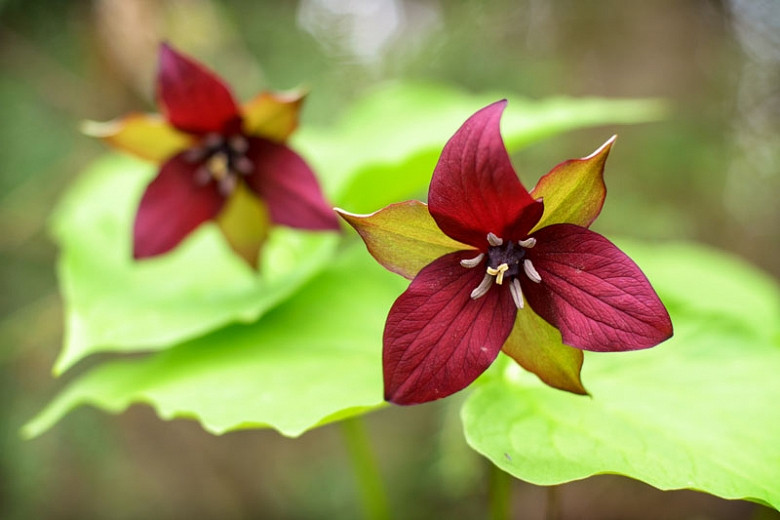 beth root Trillium erectum