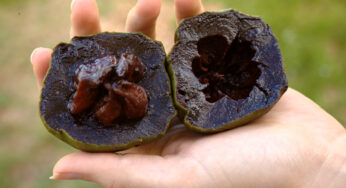 Çikolata Meyvesi Nedir? Black Sapote Nasıl Yenir? Tadı Nasıl?