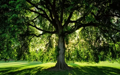 Hangi Ağaç Neyi Simgeler? Ağaçların Anlamları