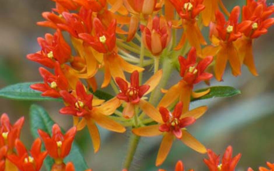 Kelebek Otu Nedir? Chimaphila Umbellata