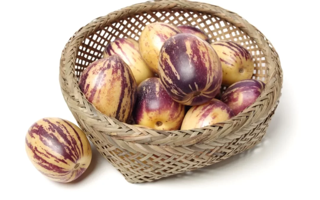 pepino nerede yetişir