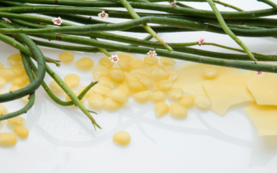 Candelilla Wax nedir? Zararlı mı?