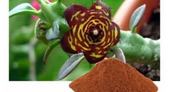 Caralluma Fimbriata Nedir? Zayıflatır mı?