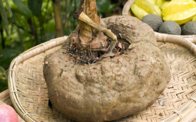 Glucomannan Nedir? Zayıflatır mı? Ne İşe Yarar?