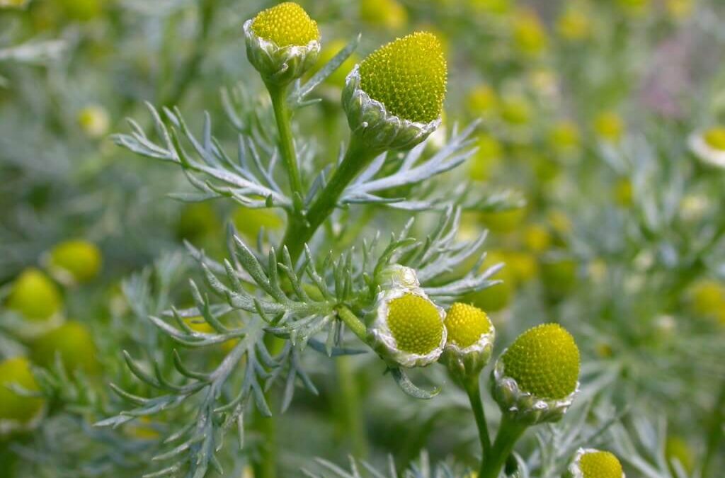 Matricaria Discoidea pineapple weed