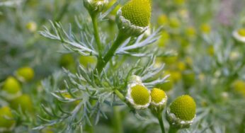 Matricaria Discoidea Faydaları Neler? Pineapple Weed Yenir mi?