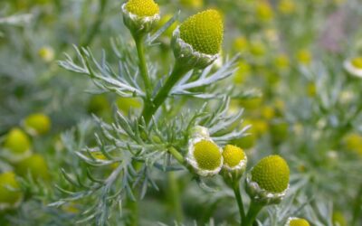Matricaria Discoidea Faydaları Neler? Pineapple Weed Yenir mi?