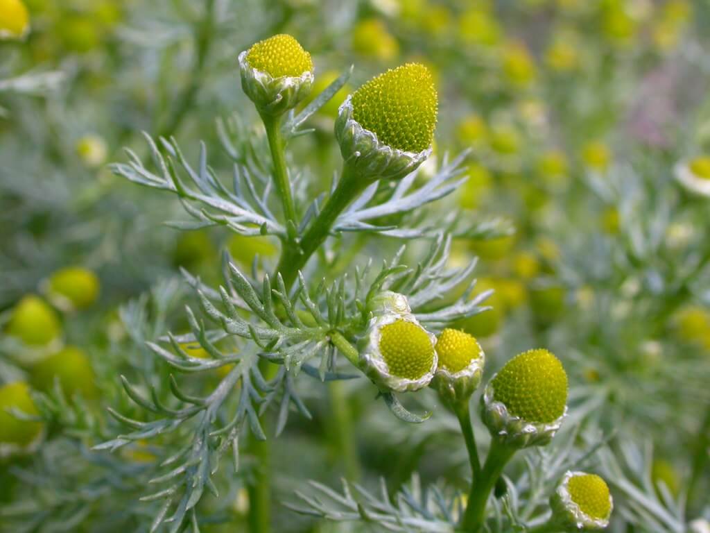 Matricaria Discoidea pineapple weed