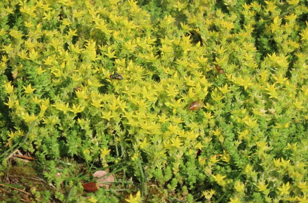 Stonecrop (Dam Koruğu) Faydaları Neler?
