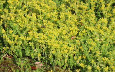 Stonecrop (Dam Koruğu) Faydaları Neler?