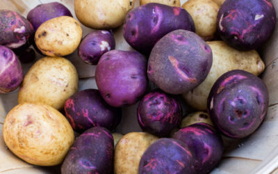 Mor Patates Nasıl Yenir? Nasıl Yetiştirilir?