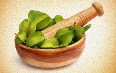 Arjuna Bitkisi Nedir? Faydaları Nelerdir?