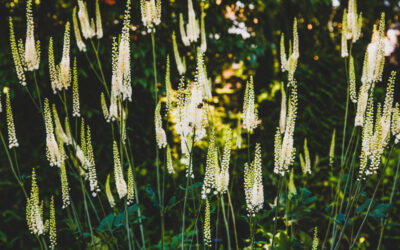 Black Cohosh Ne İşe Yarar? Kilo Aldırır mı?