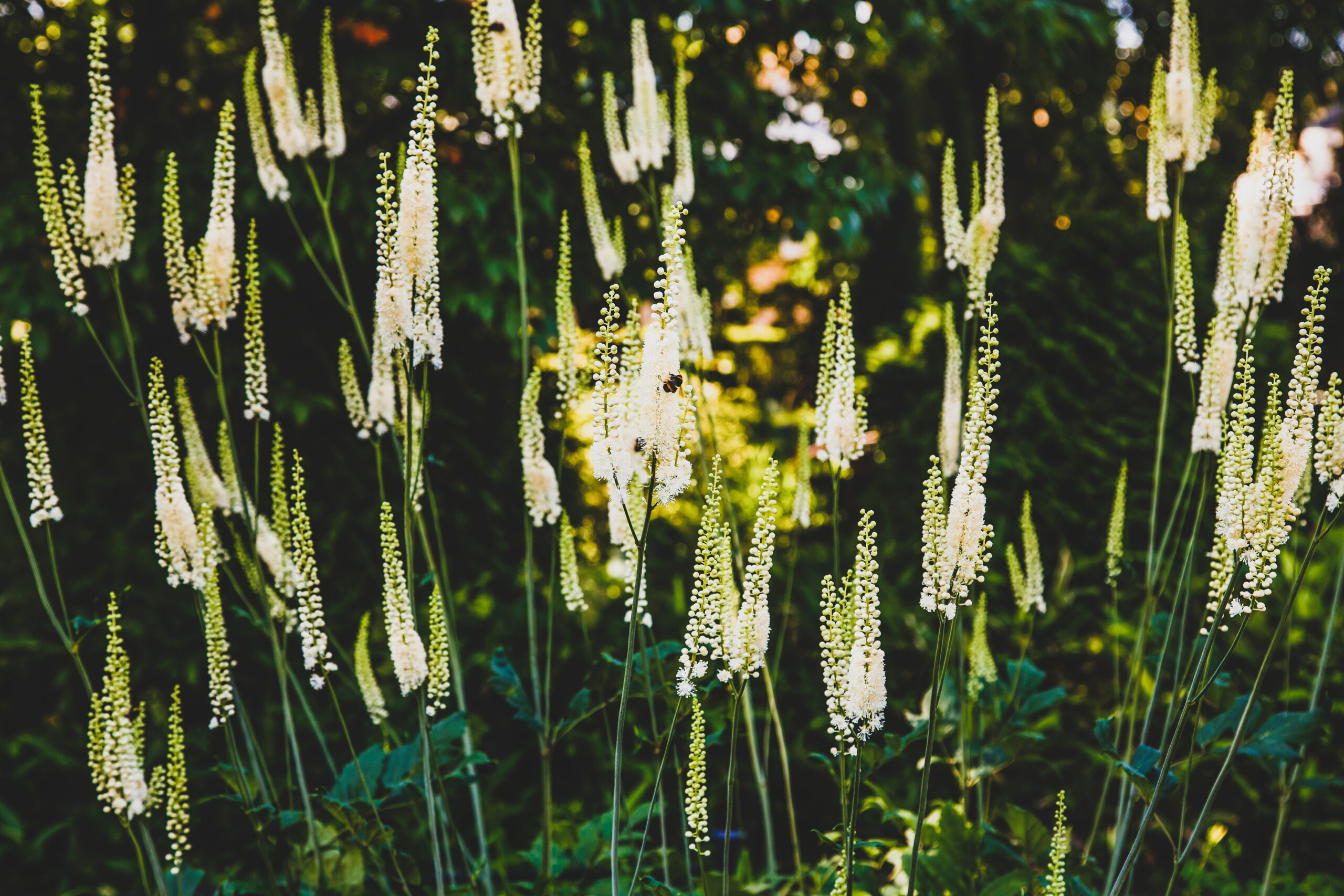 Black cohosh kilo aldırır mı