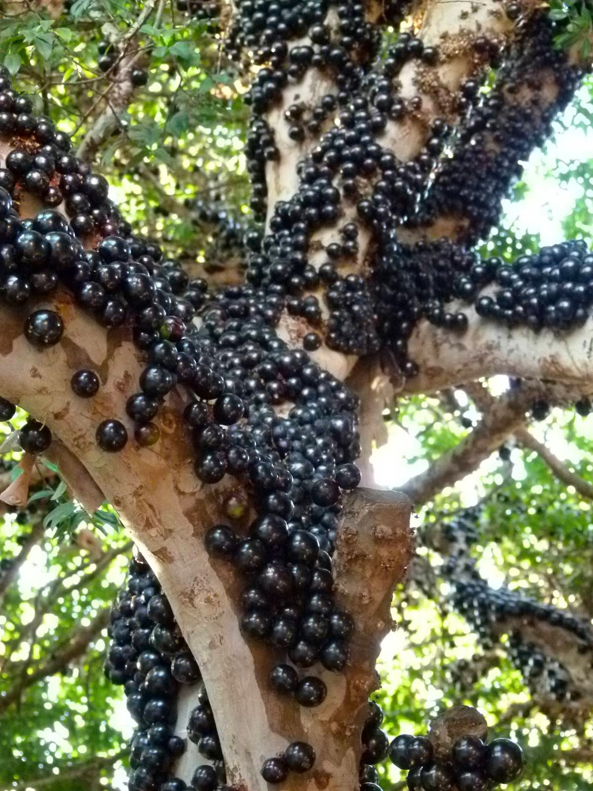 Jabuticaba faydaları