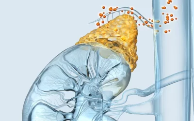 Adrenal yorgunluk Nedir? Bitkisel Tedavisi Mümkün mü?