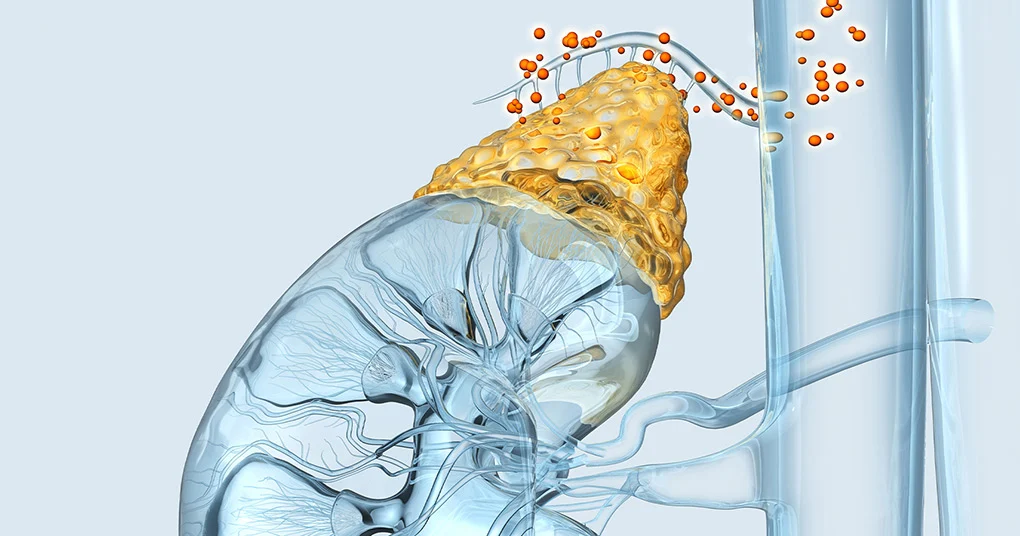 adrenal yorgunluk bitkisel tedavisi