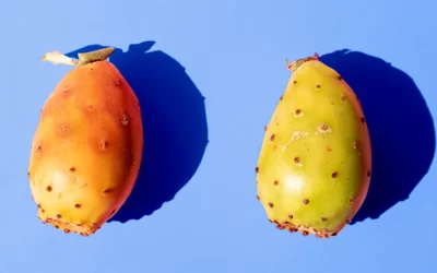 Hint İnciri Türkiye’de Nerede Yetişir? Faydaları