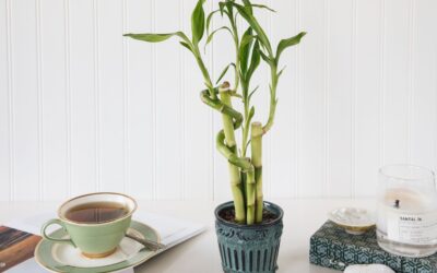 Bambu Yetiştirmenin Püf Noktaları: Suyuna Tarçın Konur mu?