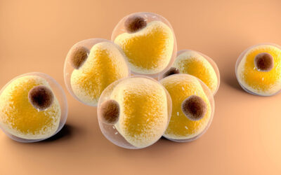 Follistatin Nedir? Follistatin İçeren Besinler
