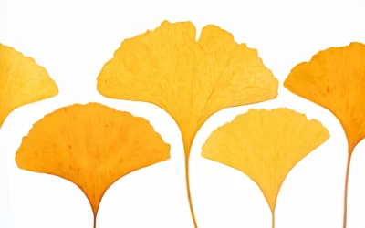 Dikkat Eksikliğine Bitkisel Çözüm: Ginkgo Biloba Dikkat Eksikliği İlişkisi