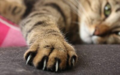 Kedi Tırmığı Hastalığı Nedir? Belirtileri Neler?