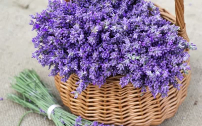 Linalool Nedir? Linalool Oregano Oil