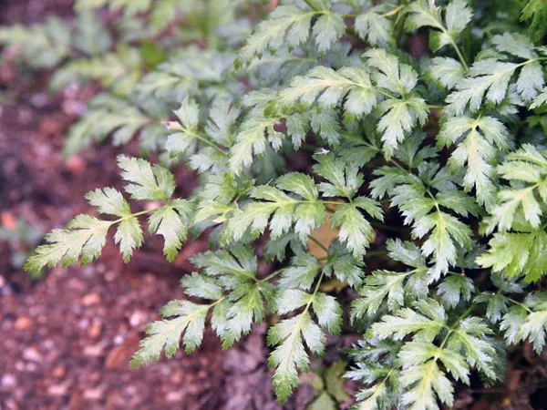 coptis chinensis faydaları çin düğün çiçeği