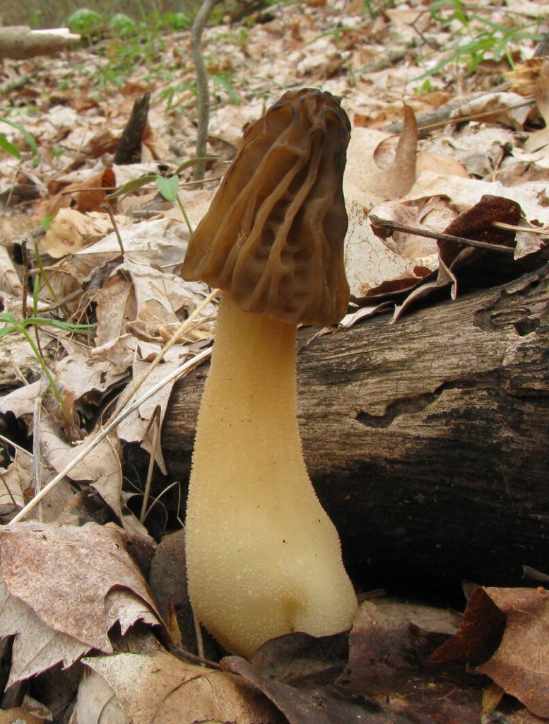 Morchella Populiphila Kavak Kuzu Göbeği Mantarı