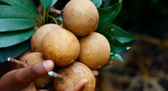 Sapodilla Nedir? Sapodilla Meyvesi Faydaları